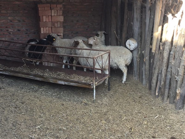 开云官网组织教职工献爱心精准扶贫